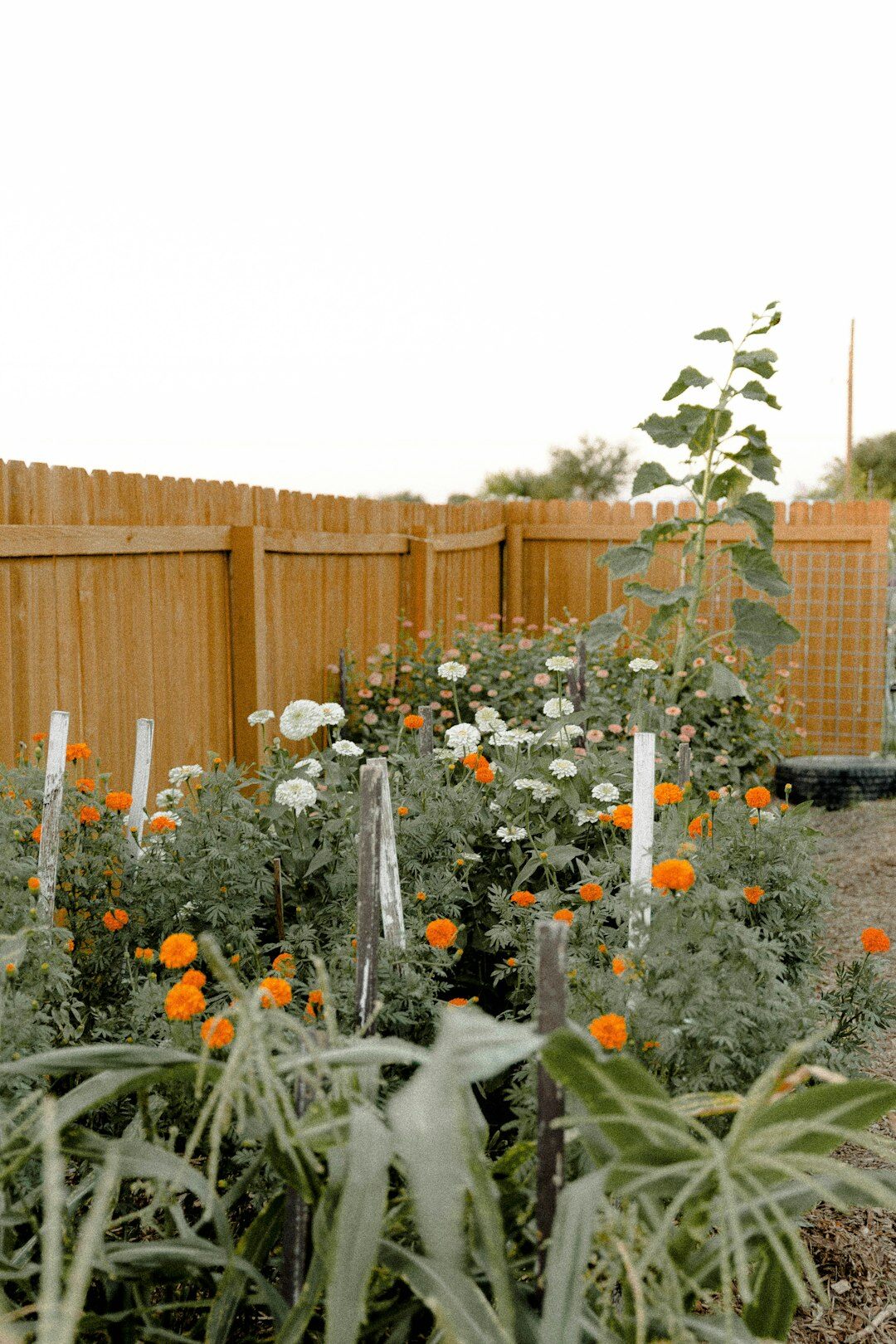 cozy senior community garden